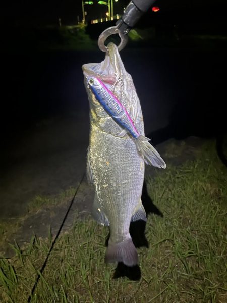 番匠川でヒラフッコ