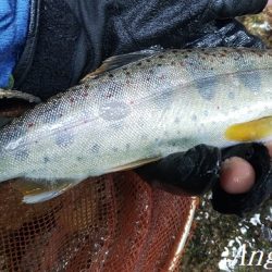 揖保川、禁漁前の大爆釣！