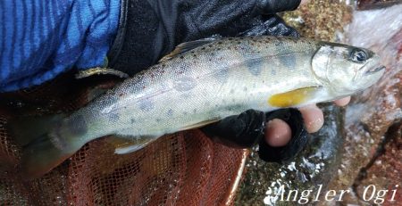 揖保川、禁漁前の大爆釣！