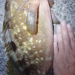 ガシラ狙いで初の最高のゲスト