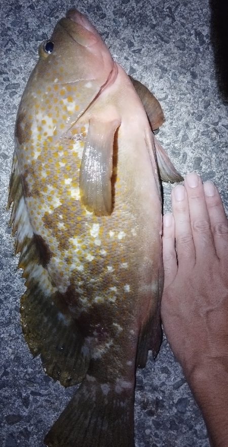 ガシラ狙いで初の最高のゲスト