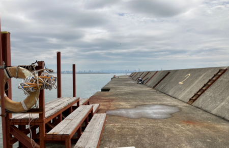 ノマセでクロダイ