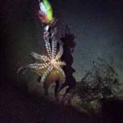 この時期の朝活はタコ一択！