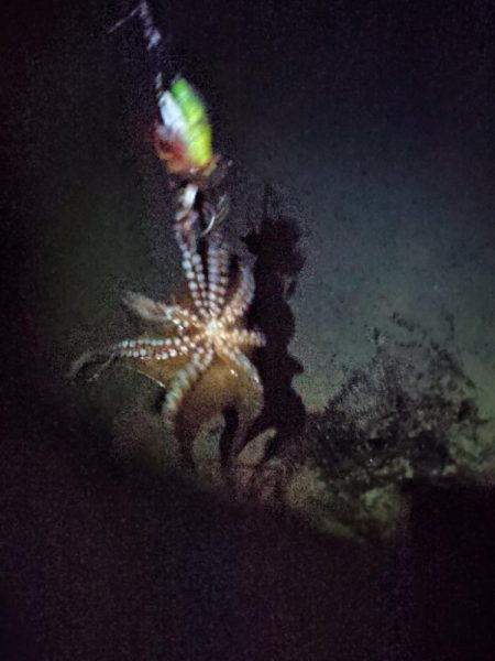 この時期の朝活はタコ一択！