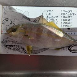 やっとシオが釣れたよ…