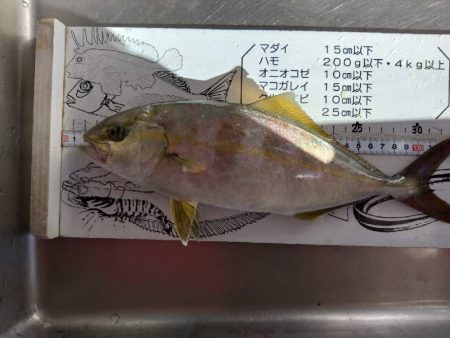 やっとシオが釣れたよ…