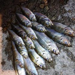 今夜も豆アジ修行