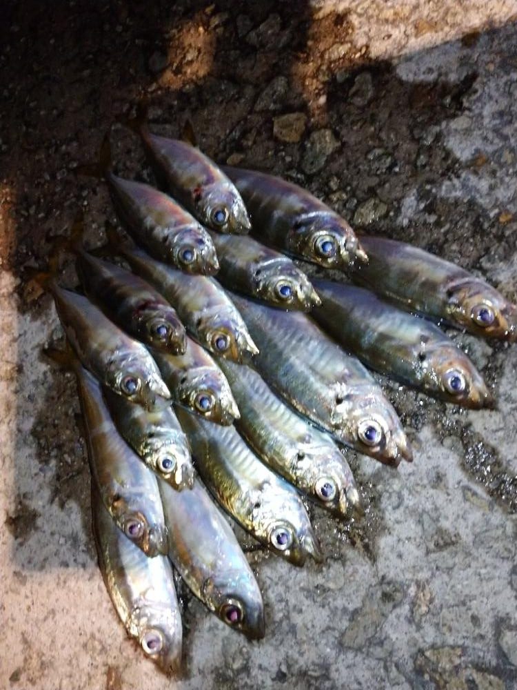 今夜も豆アジ修行