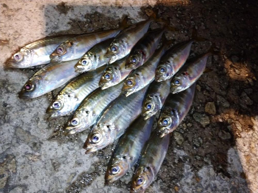 今夜も豆アジ修行