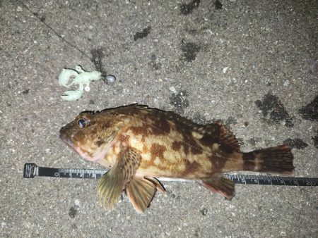 オンラインカサゴイベント