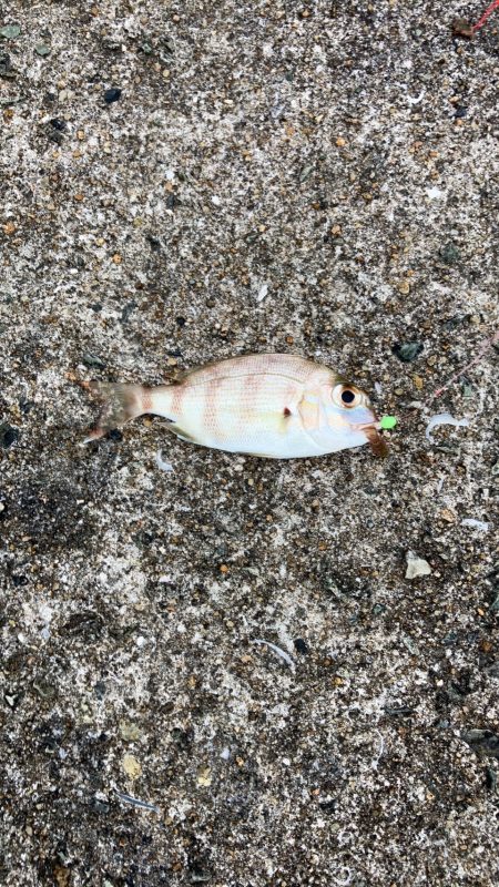 台風の影響はあまりなく