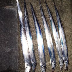 今年初、狙いの太刀魚GET♪