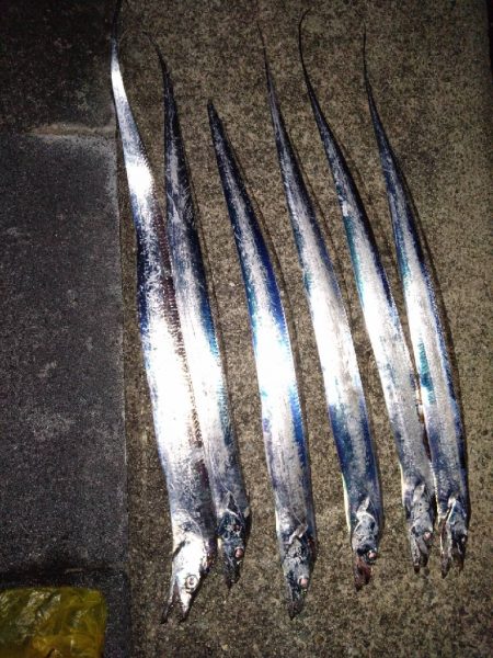 今年初、狙いの太刀魚GET♪