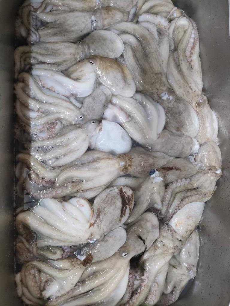 船でのオクトパスフィッシング