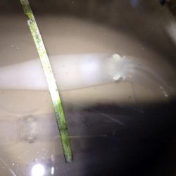 最後になんとか