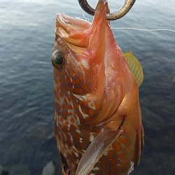 シーバス現れず…