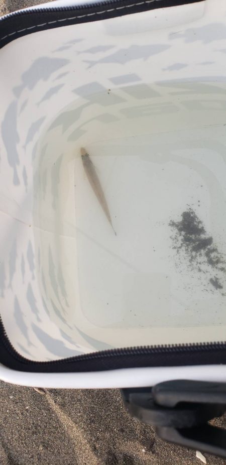 キス探し@やびつ周辺