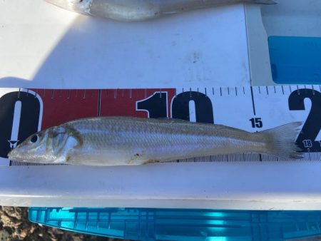 ちょい投げシロギスタ夜明けのリベンジマッチ…