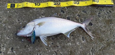 ランガンでネリゴ2匹ゲット