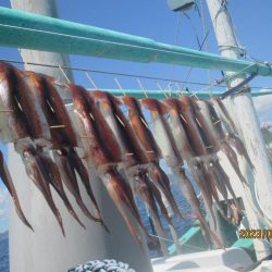 するめいか8～12杯