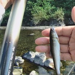 渇水でも暑くても喰いは良好、滋賀県犬上川