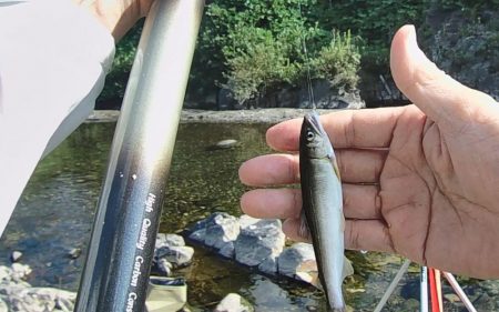 渇水でも暑くても喰いは良好、滋賀県犬上川