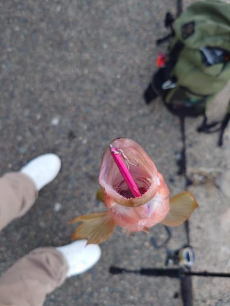 まだ小さいアコウ