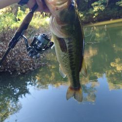 サイトフィッシング