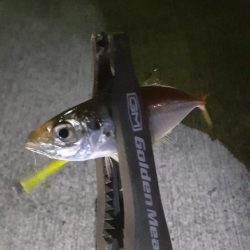 やっぱりアジング楽しい(*^^*)