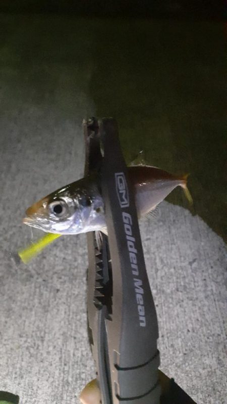 やっぱりアジング楽しい(*^^*)