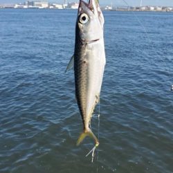 サバゲーとタコ