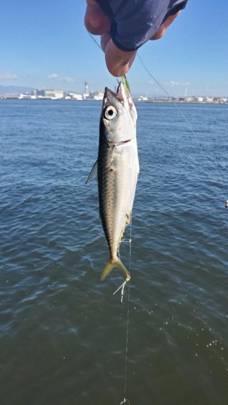 サバゲーとタコ