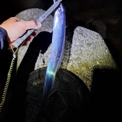 アジング、ワインド