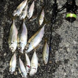 やっと、近所でもアジング開幕