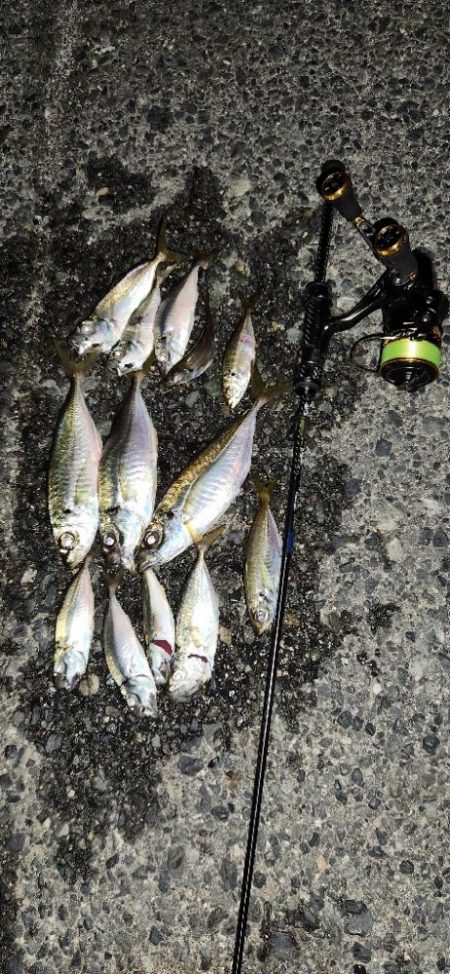 やっと、近所でもアジング開幕