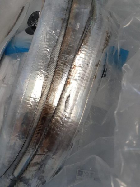 入れ食いなんですがっ😖