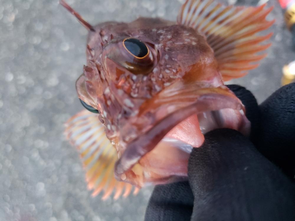釣り散歩