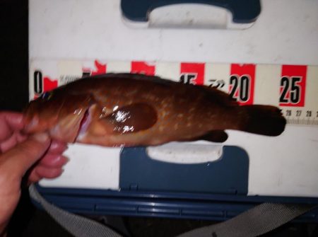 ロックなんだぜ