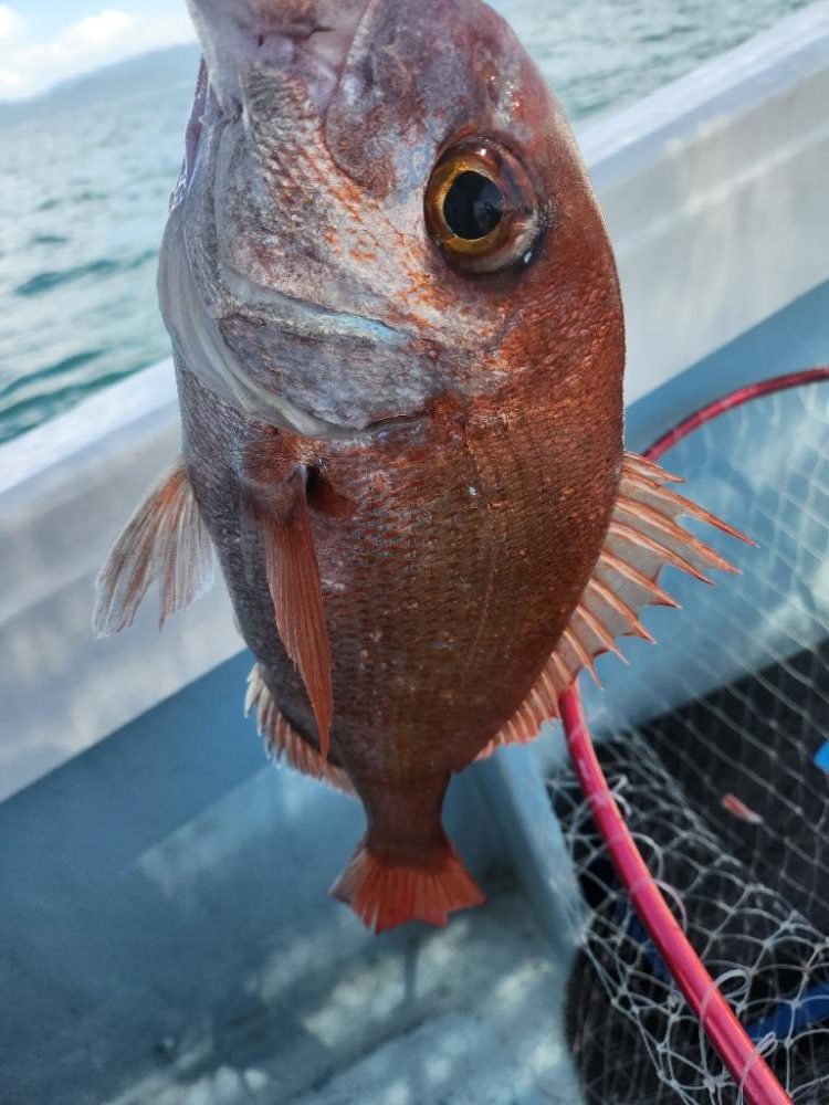 真夏のタイラバ