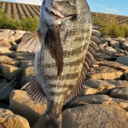 夕涼み&花火チニング