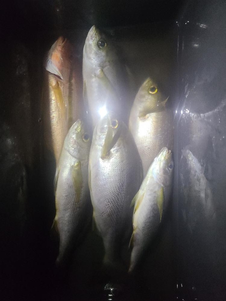 イサキ・ヨコスジフエダイ