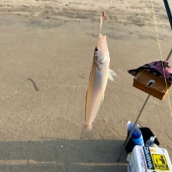 虹ノ松原でキス釣りしてきました