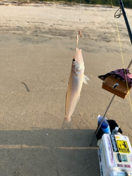 虹ノ松原でキス釣りしてきました