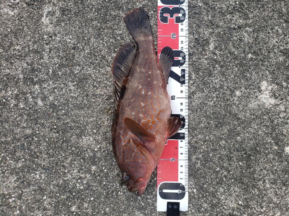 釣り散歩