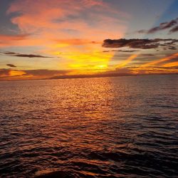 釣れるのはいつも