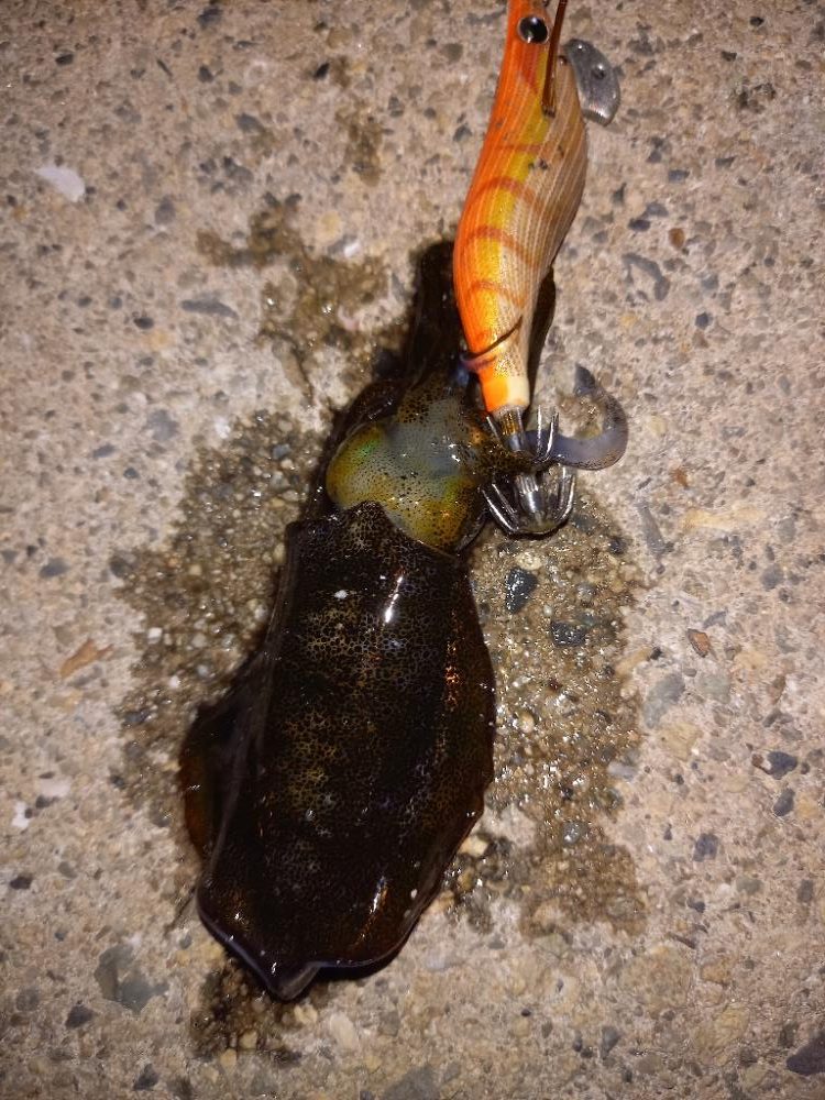 リリースサイズ