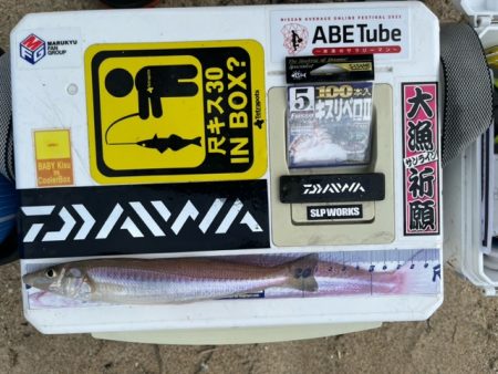 福吉浜での釣果