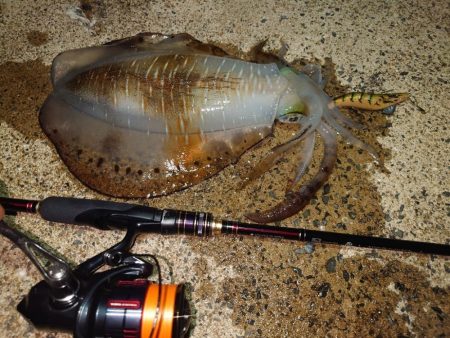 ナイトエギングIN対馬