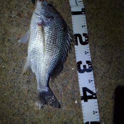 久々の朝マズメはショートバイトラッシュ