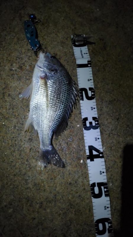 久々の朝マズメはショートバイトラッシュ